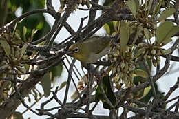 Imagem de Zosterops citrinella Bonaparte 1850