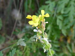 Plancia ëd Succowia balearica (L.) Medik.