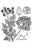 Image of Aethusa cynapium L.