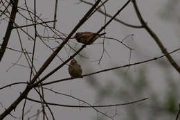 صورة Taeniopygia guttata castanotis (Gould 1837)