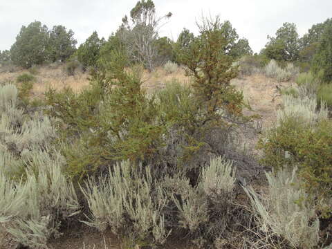 Image of desert bitterbrush