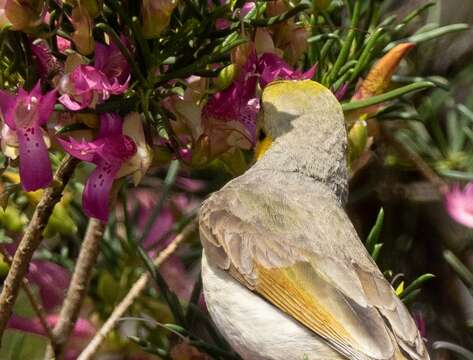 Image of Grey-fronted Honeyeater