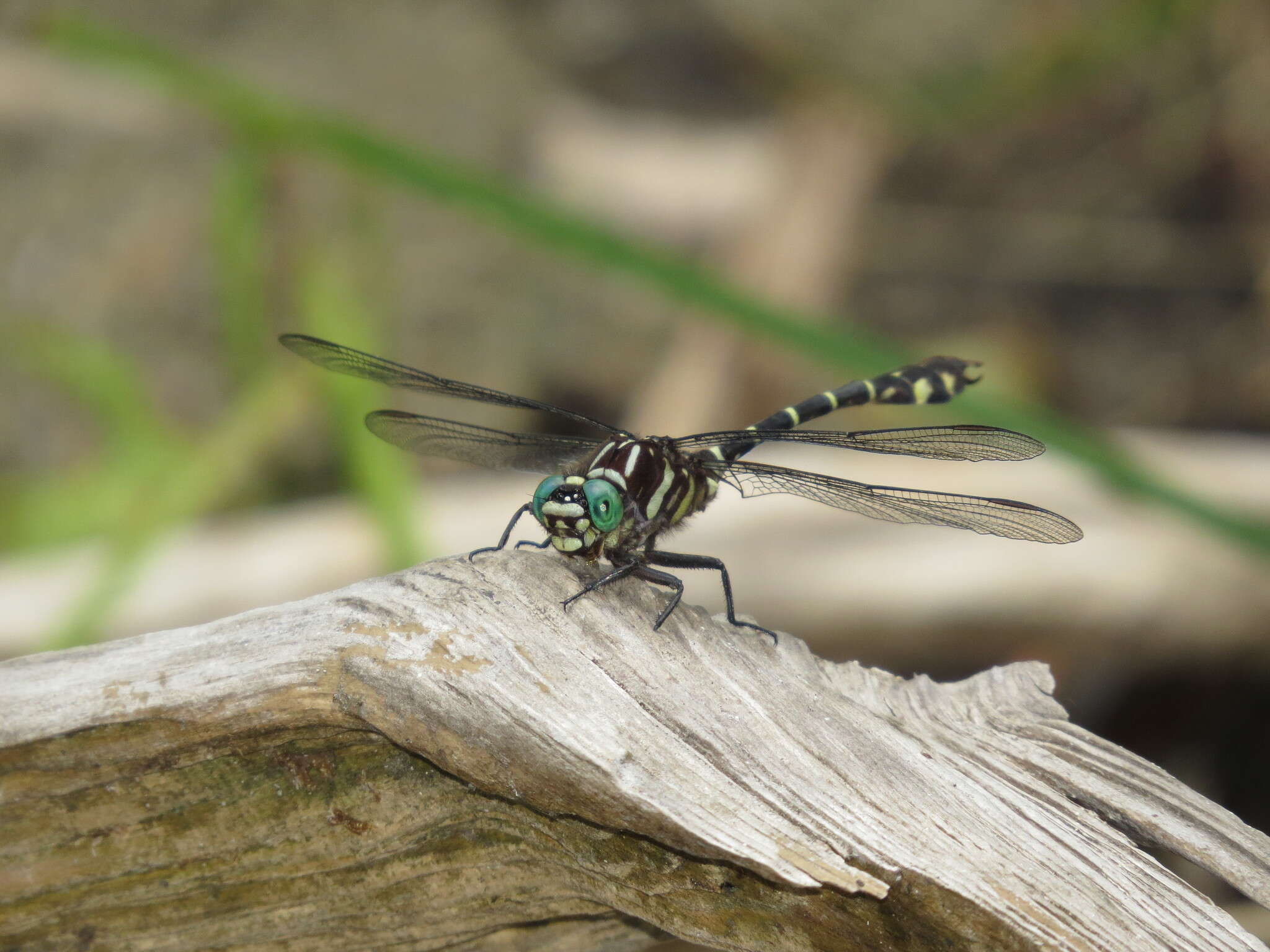 Image of Zebra Clubtail