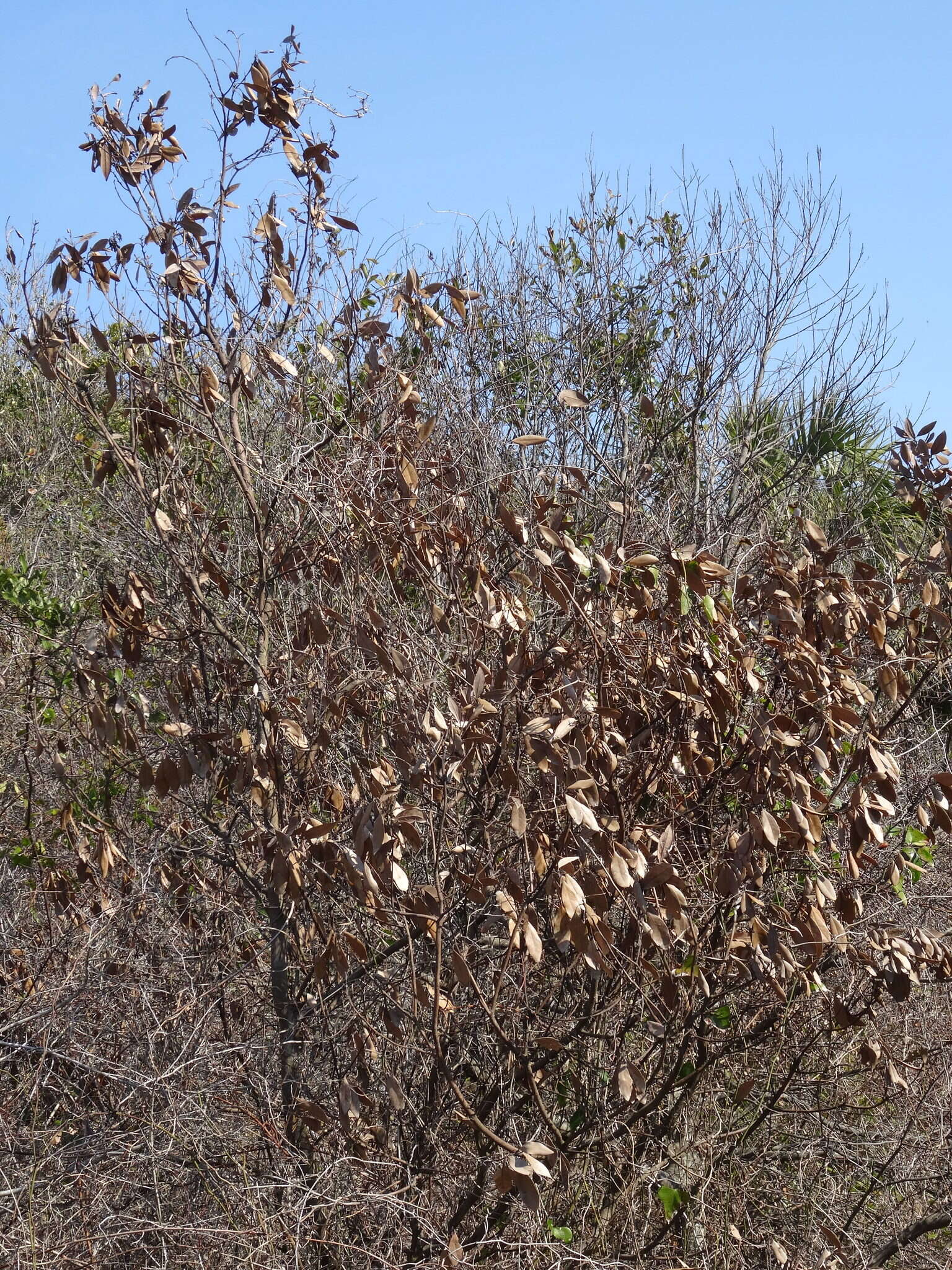 Imagem de Persea borbonia (L.) Spreng.