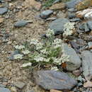 Image de Stenocoelium athamantoides (M. Bieb.) Ledeb.