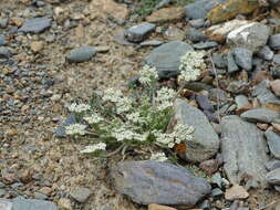 Stenocoelium athamantoides (M. Bieb.) Ledeb. resmi