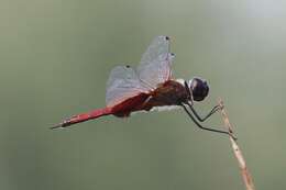 Tramea insularis Hagen 1861 resmi