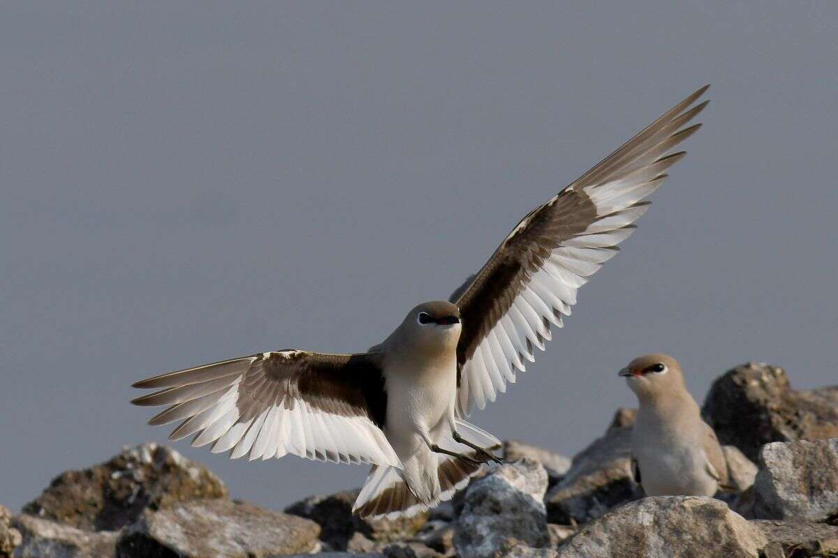 Image of Little Pratincole