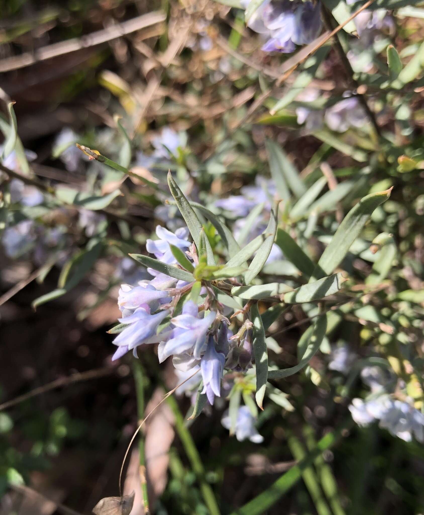 Image de Pigea floribunda (Lindl.) Lindl.