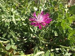 Слика од Centaurea sphaerocephala L.