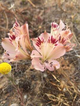 Image of Alstroemeria diluta Ehr. Bayer