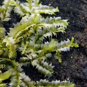 Слика од Lophocolea bidentata (L.) Dumort.