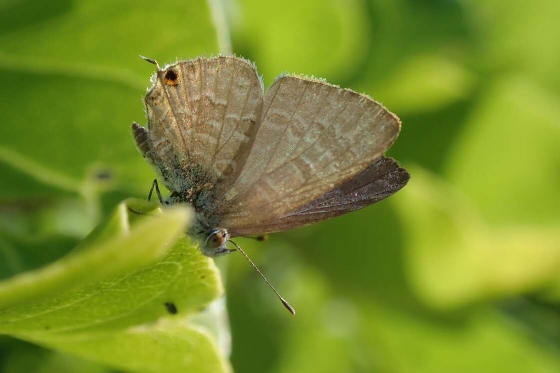 Image of Catopyrops florinda (Butler 1877)