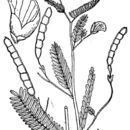Image of Virginia jointvetch