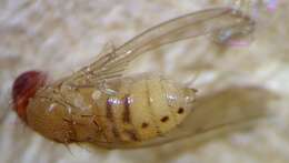 Image of Drosophila tripunctata Loew 1862