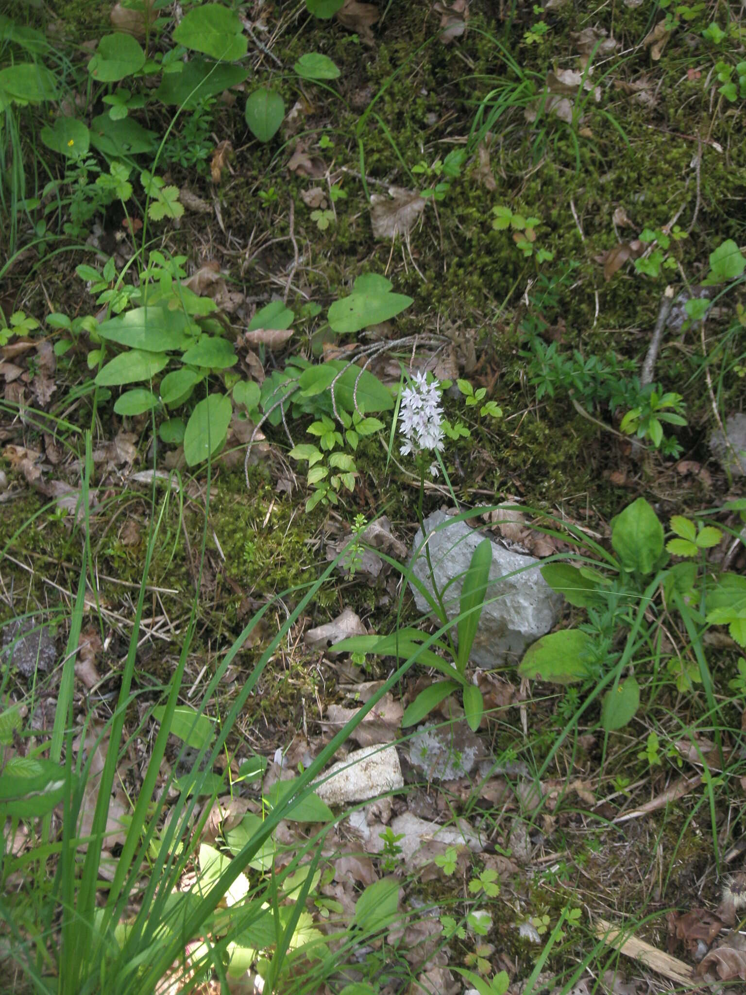 Image of Dactylorhiza fuchsii subsp. fuchsii