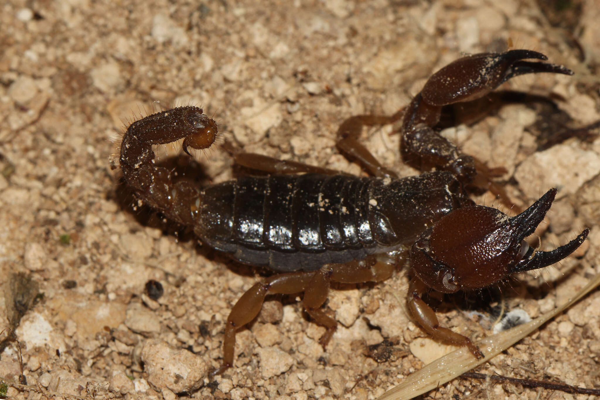 Image of Scorpio fuscus (Ehrenberg 1829)