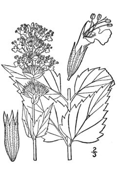 Image of blue giant hyssop