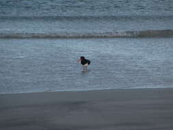 Image of Australian Pied Oystercatcher