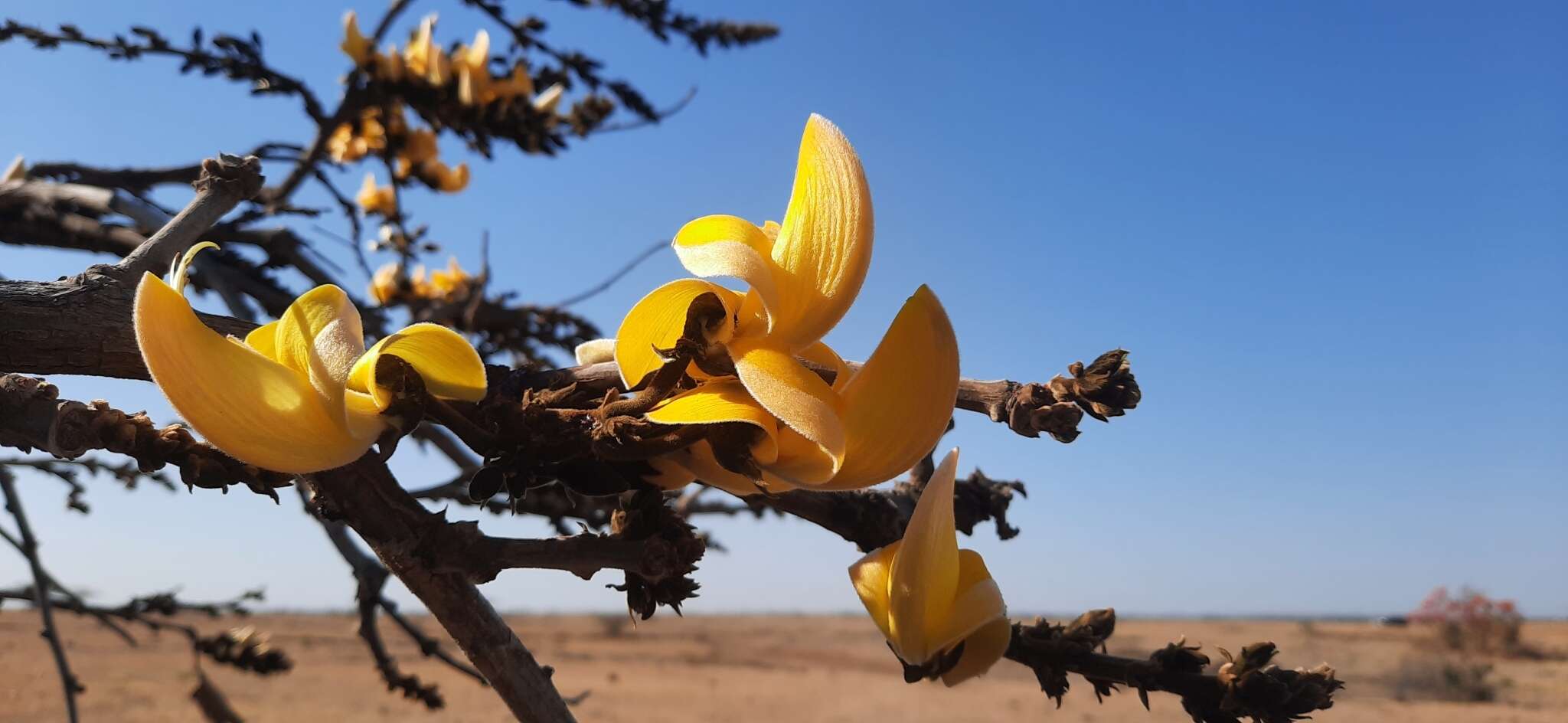 Image of <i>Butea monosperma</i> var. <i>lutea</i>