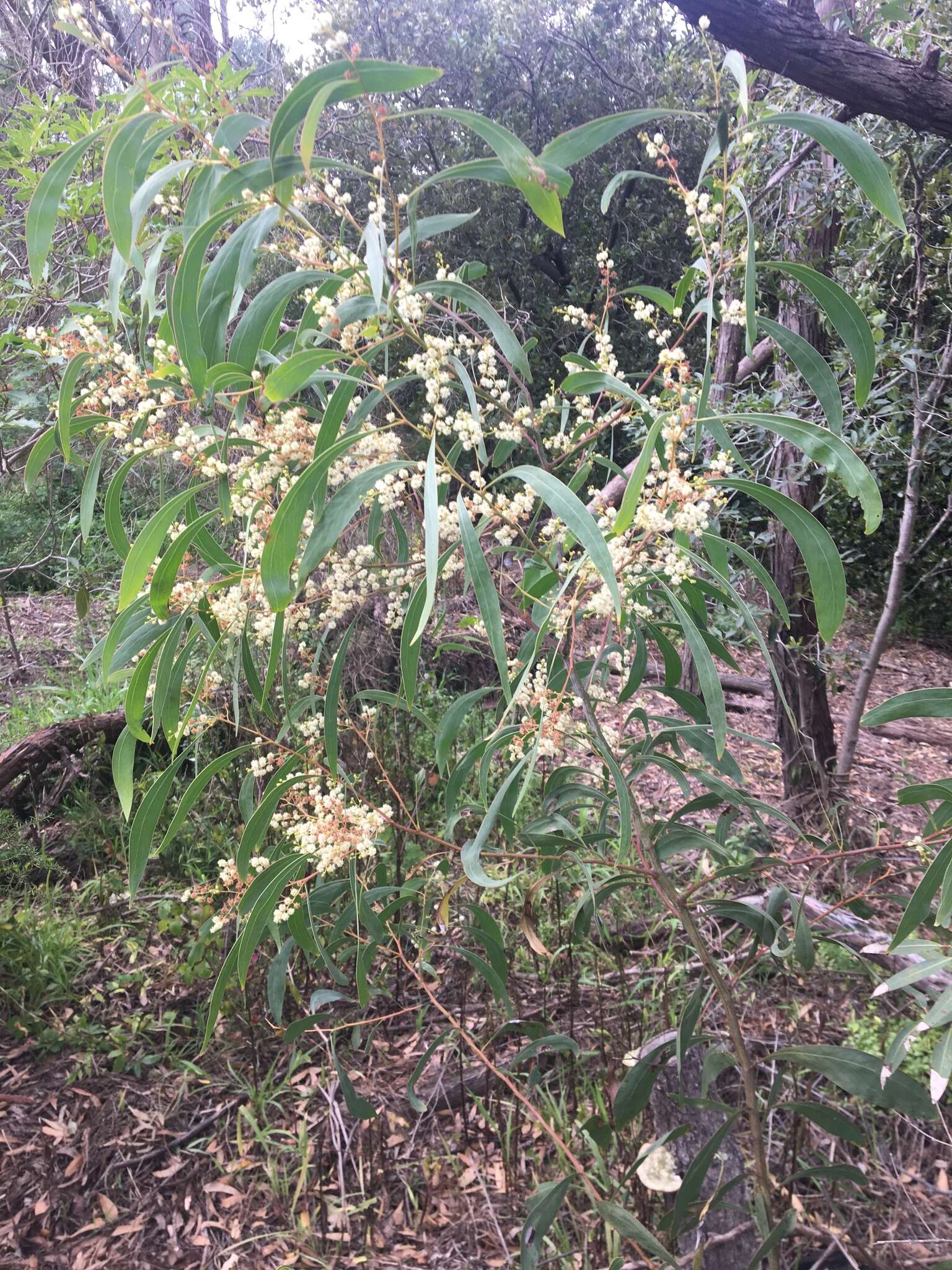 Plancia ëd Acacia falcata Willd.