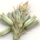 Aloe minima Baker resmi