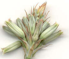 Image of Aloe minima Baker