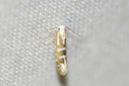 Image of Argyresthia aureoargentella Brower 1953