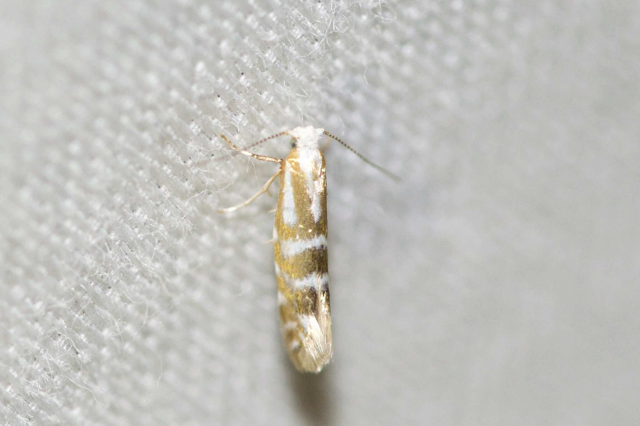 Image of Argyresthia aureoargentella Brower 1953