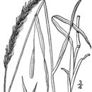 Image of Elymus caninus (L.) L.