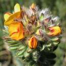 Image of Pultenaea canescens A. Cunn.