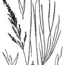 Image of Agrostis canina L.