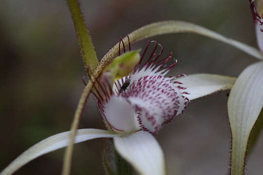 Image of Coastal white spider orchid