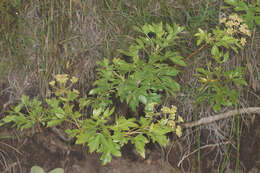 Image of Polemannia montana Schltr. & H. Wolff