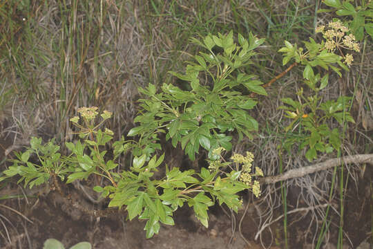 Image of Polemannia montana Schltr. & H. Wolff