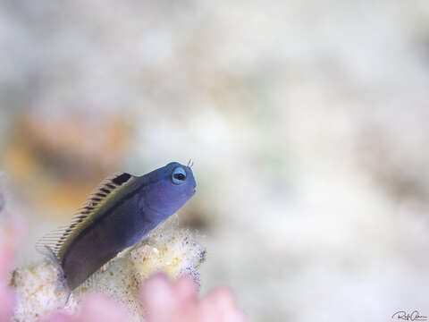 Image of Red Sea Mimic Blenny