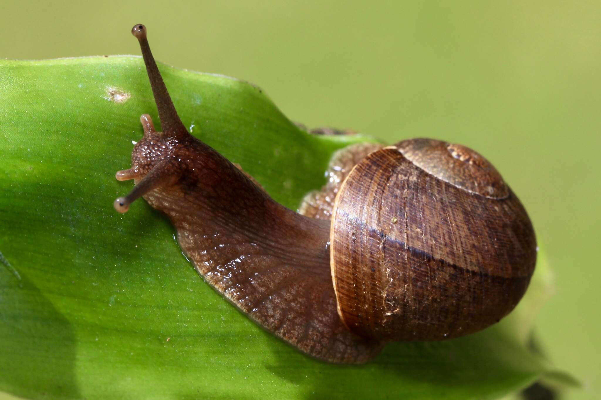 Image of Hispaniolana crispata (Férussac 1821)