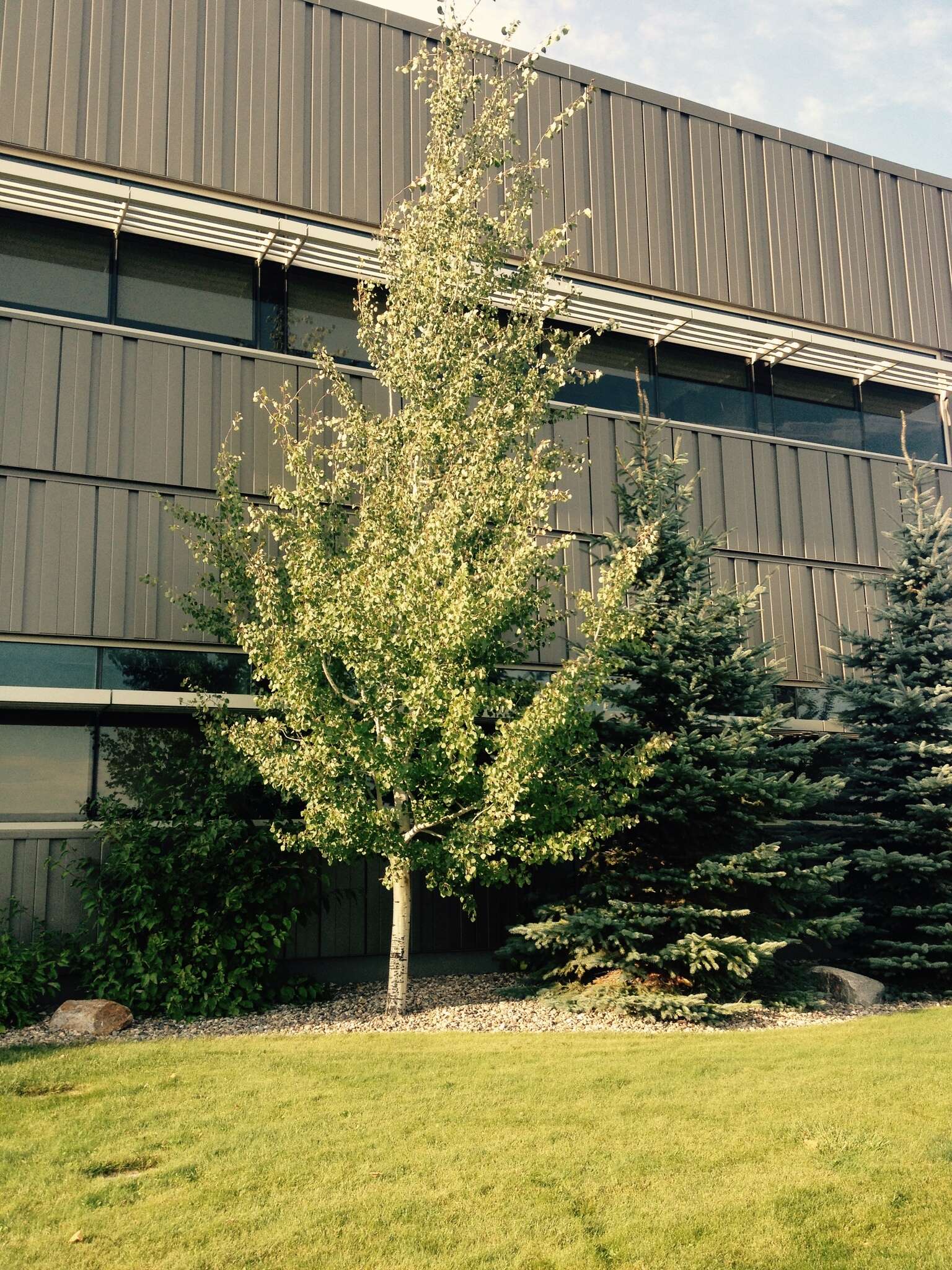 Image of quaking aspen