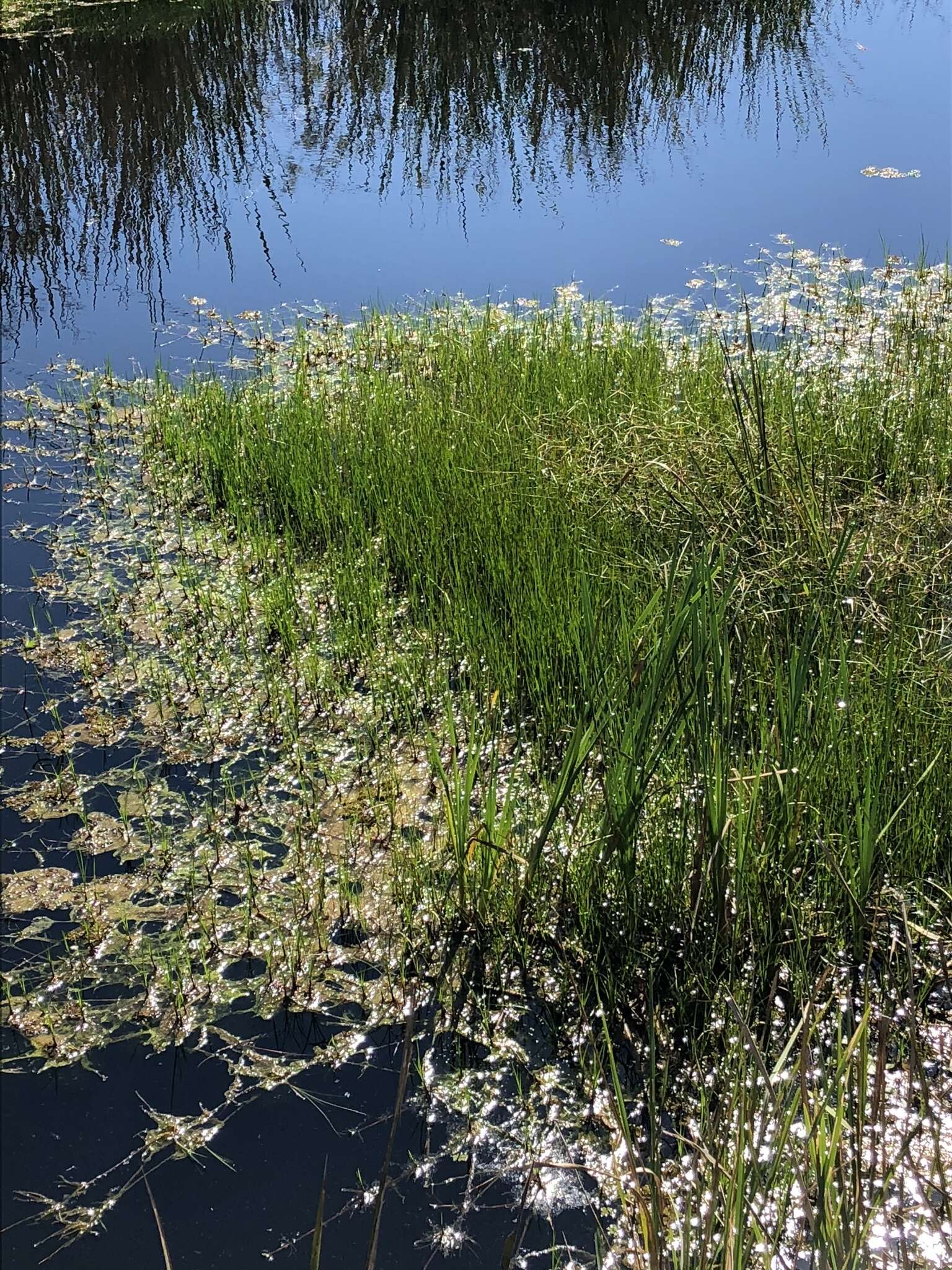 Image of Cuban-Bulrush