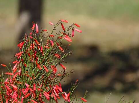 Image of fountainbush