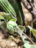 Imagem de Abutilon californicum Benth.