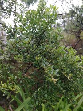 Image of Madeira Dyer's greenweed