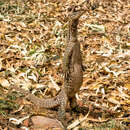 Image of Varanus panoptes rubidus Storr 1980