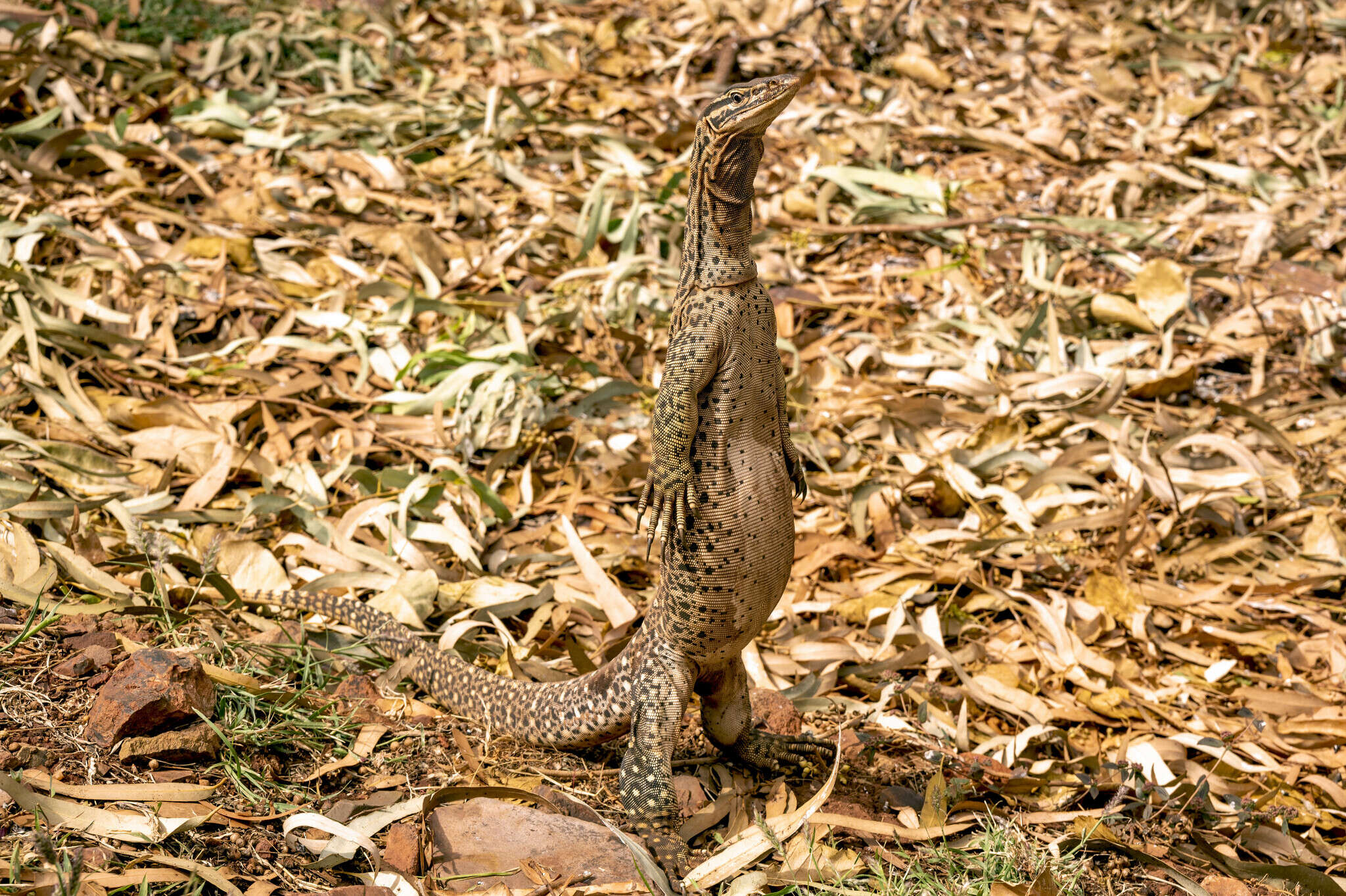 Image of Varanus panoptes rubidus Storr 1980