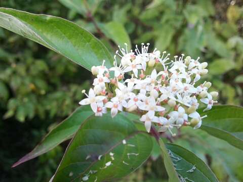 Image of redosier dogwood