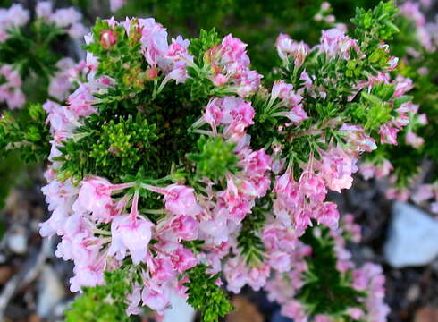 Image of Erica glomiflora var. glomiflora