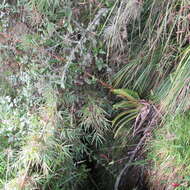 Image of Tillandsia denudata André