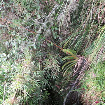 Image of Tillandsia denudata André