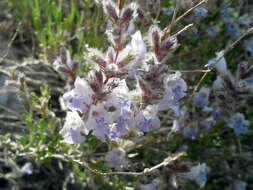 Image of frosted mint