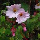 Image of Begonia octopetala L'Hér.